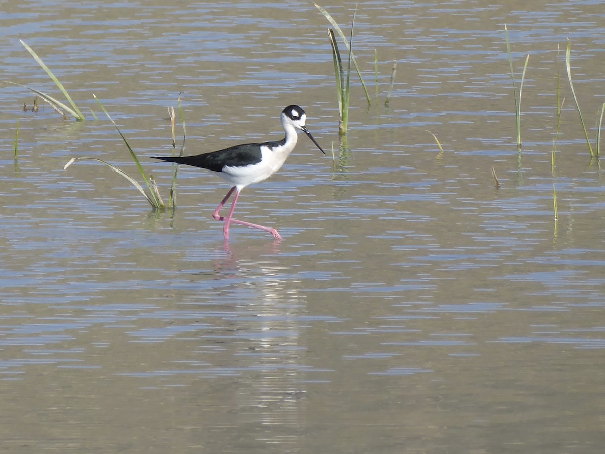 Black-necked Stilt - ML647240575