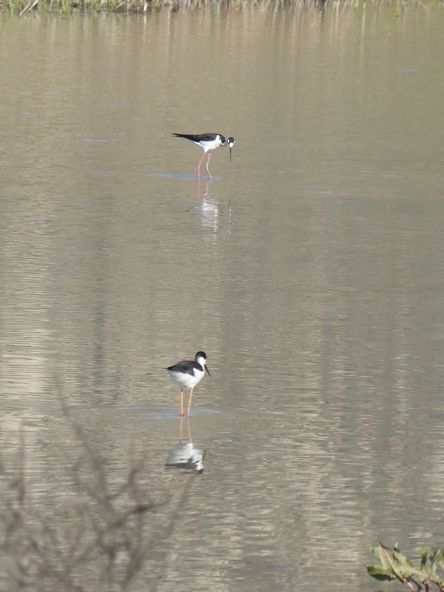 Black-necked Stilt - ML647240576