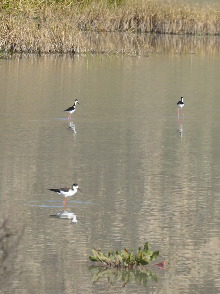 Black-necked Stilt - ML647240577