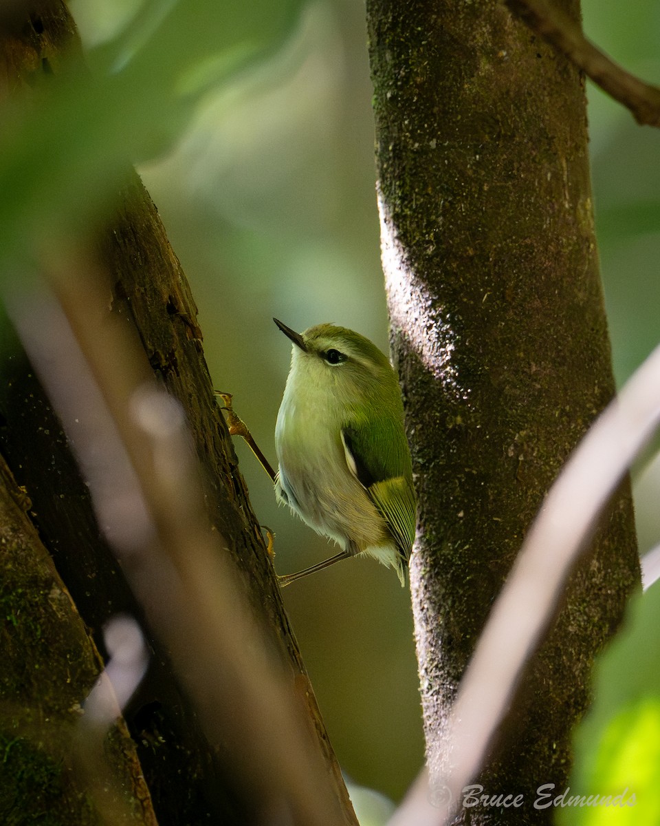 Rifleman - ML647240578