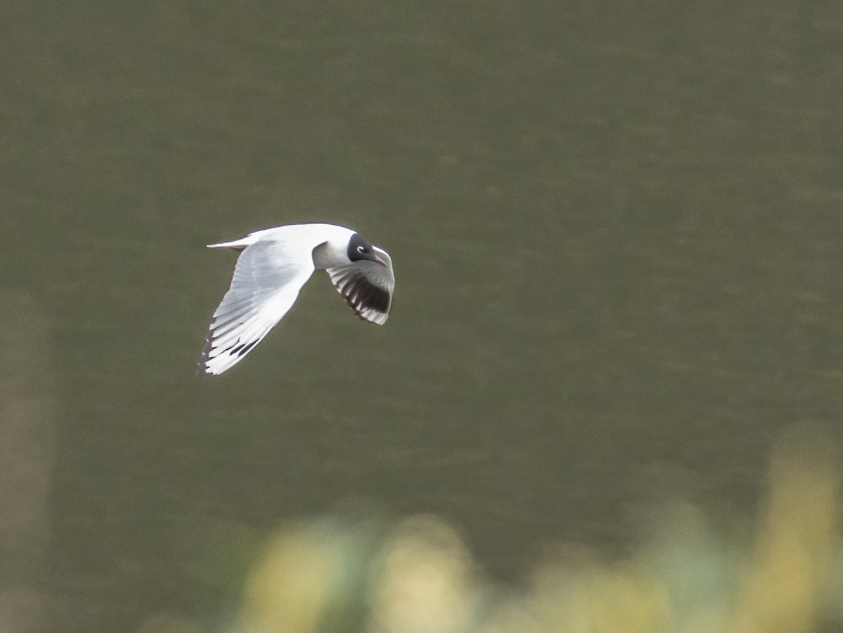 Andean Gull - ML647240584