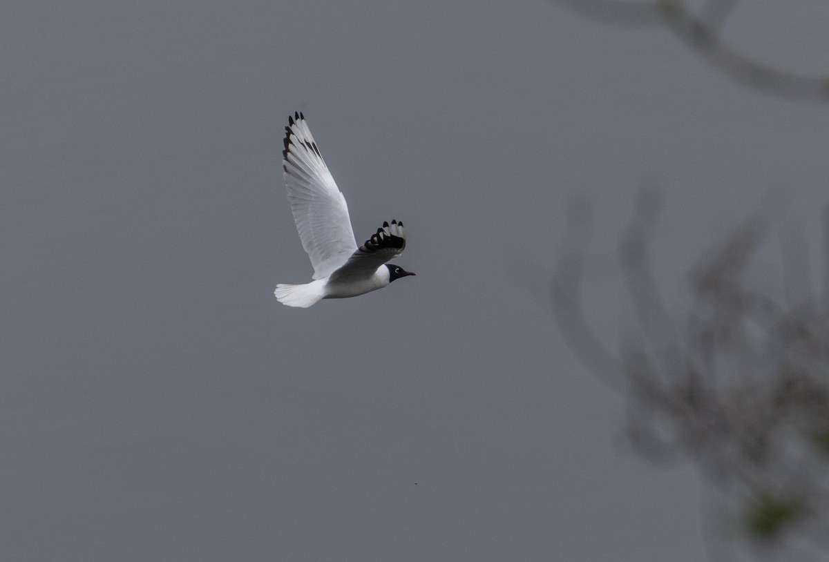 Andean Gull - ML647240585