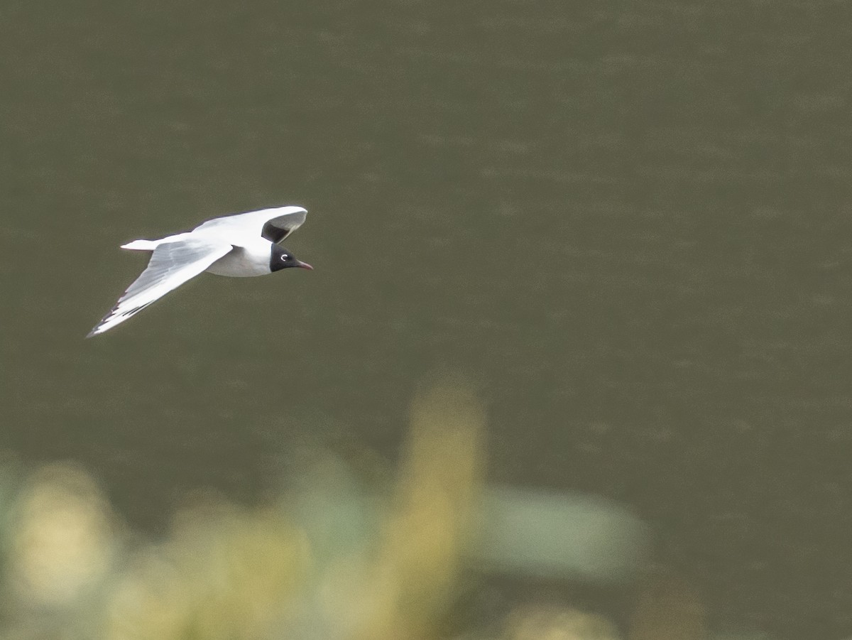 Andean Gull - ML647240586