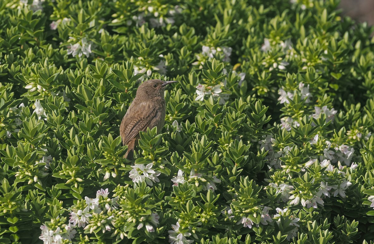 falklandssmett - ML647240587