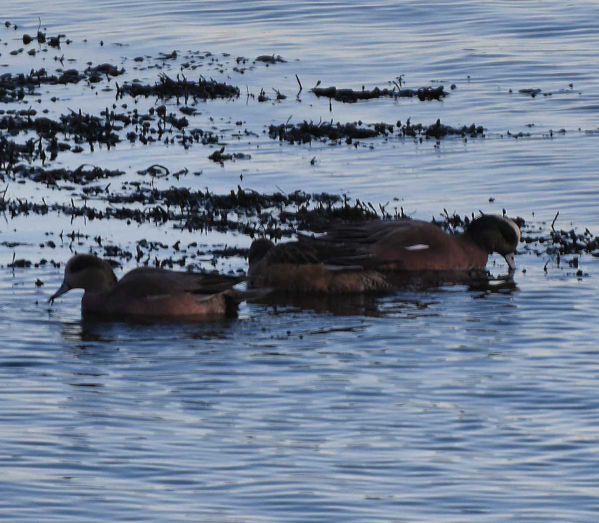 Silbón Americano - ML647240604