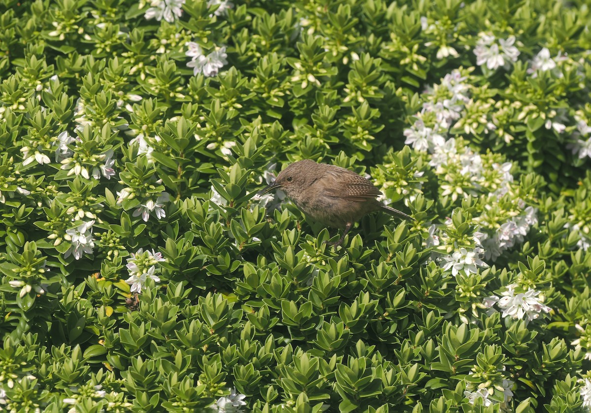 falklandssmett - ML647240617