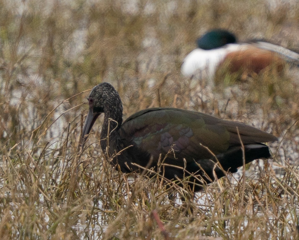 Beltzaran musuzuria - ML647240620