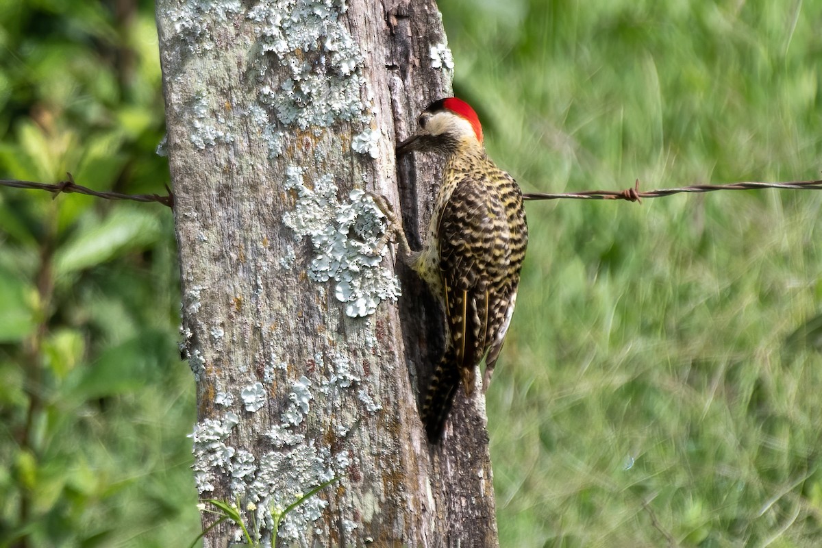 Декол плямистоволий - ML647240652