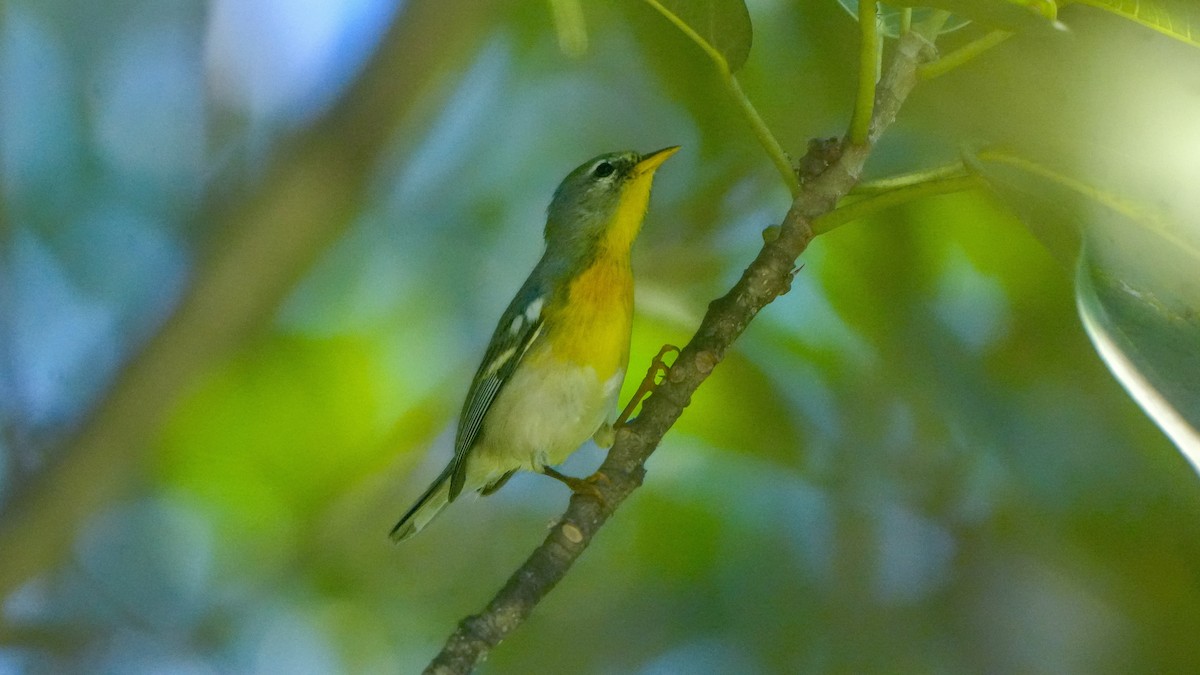 Northern Parula - ML647240689