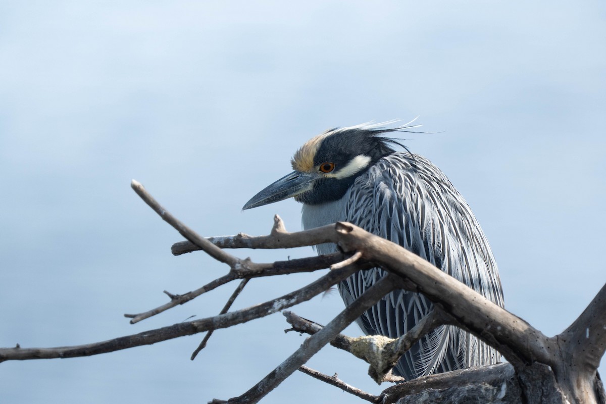 kvakoš žlutočelý - ML647240706