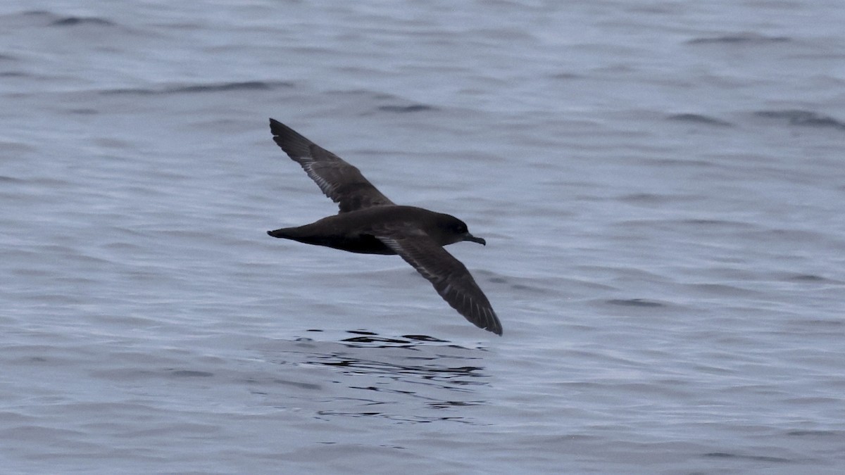 Sooty Shearwater - ML647240715