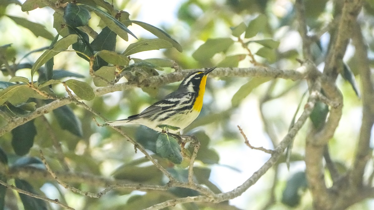 Yellow-throated Warbler - ML647240732