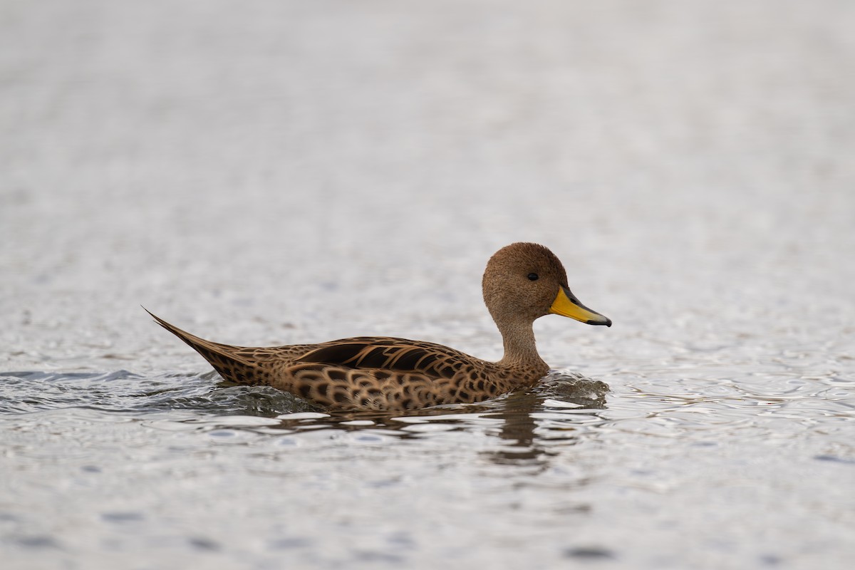 Шилохвіст жовтодзьобий - ML647240761