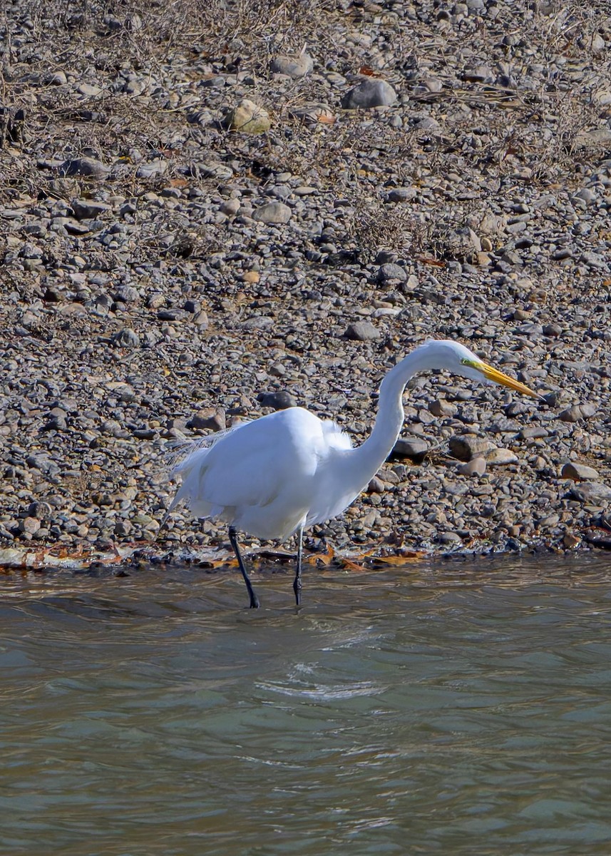 ダイサギ - ML647240765