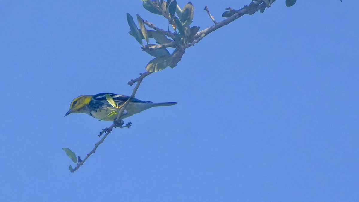 Black-throated Green Warbler - ML647240766