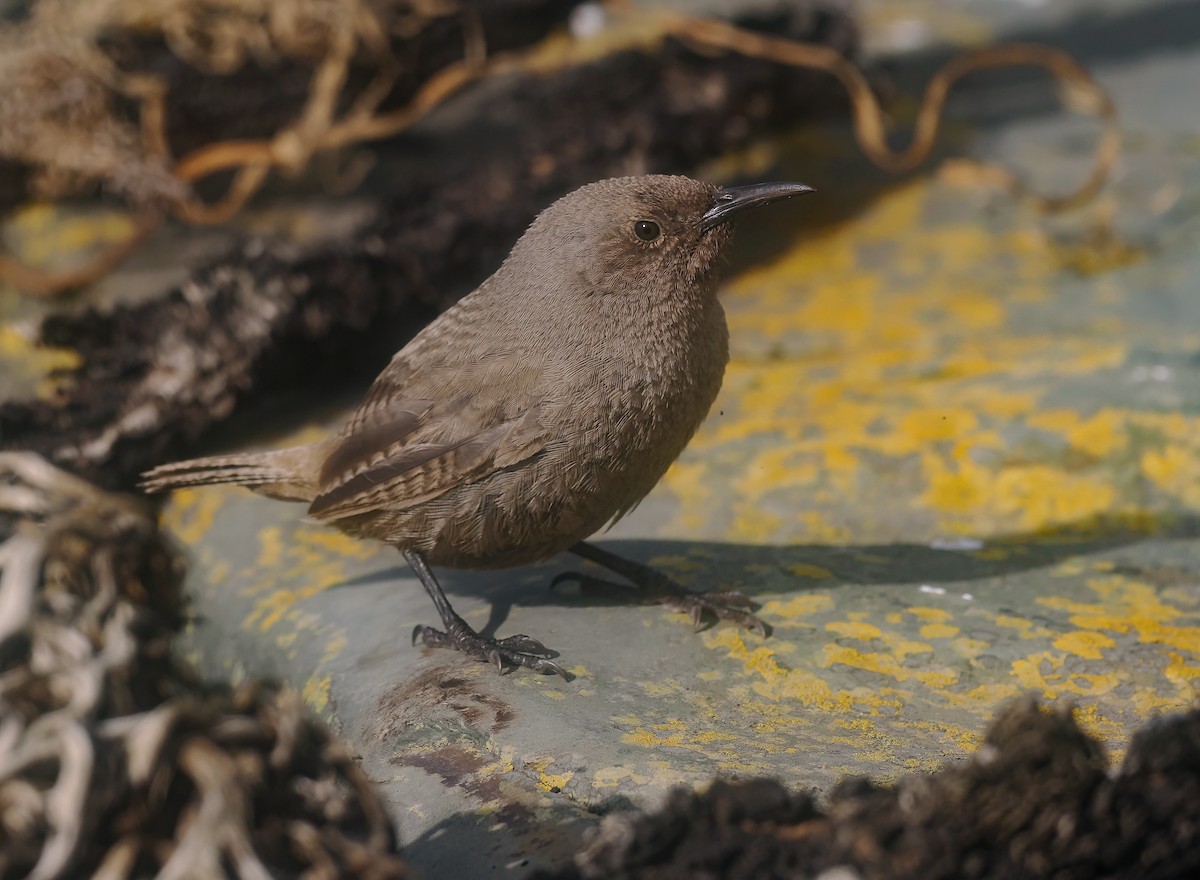 falklandssmett - ML647240793