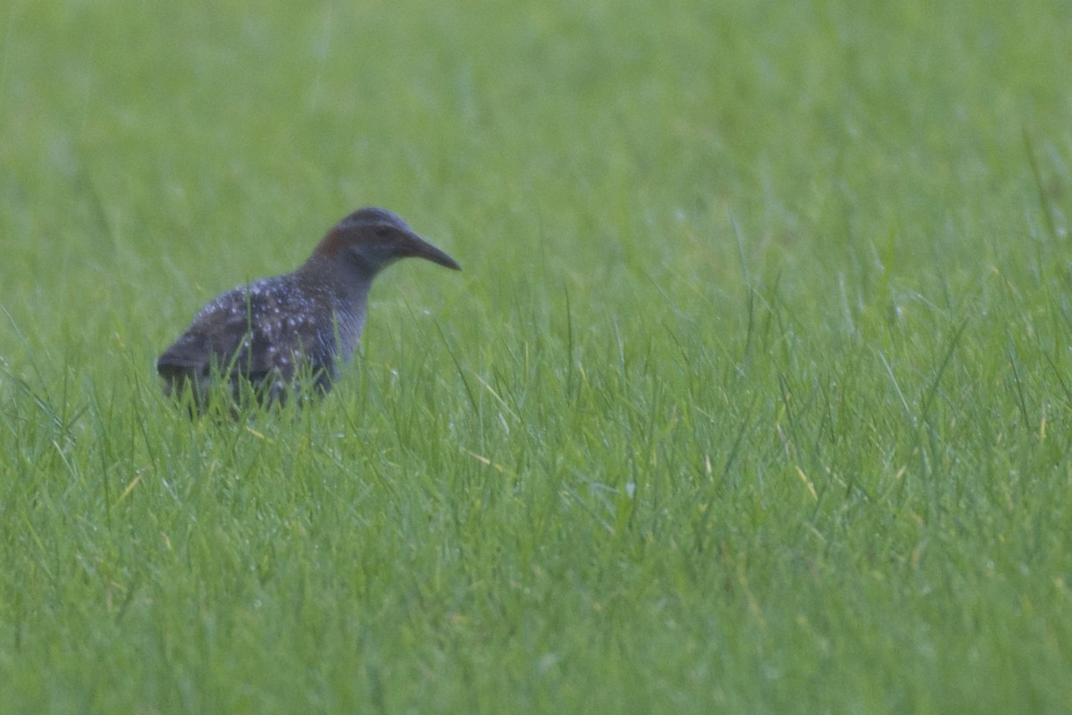 Buff-banded Rail - ML64724081