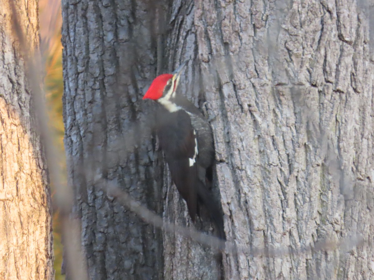 Жовна північна - ML647240814