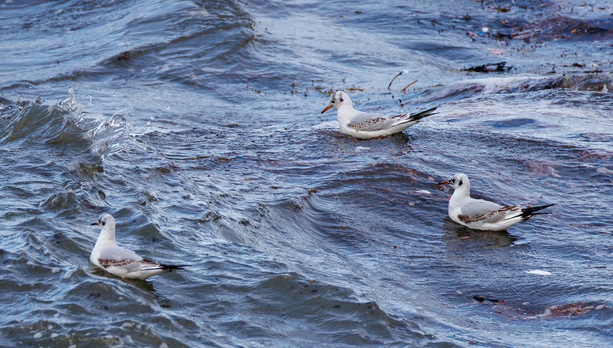 Lachmöwe - ML647240822