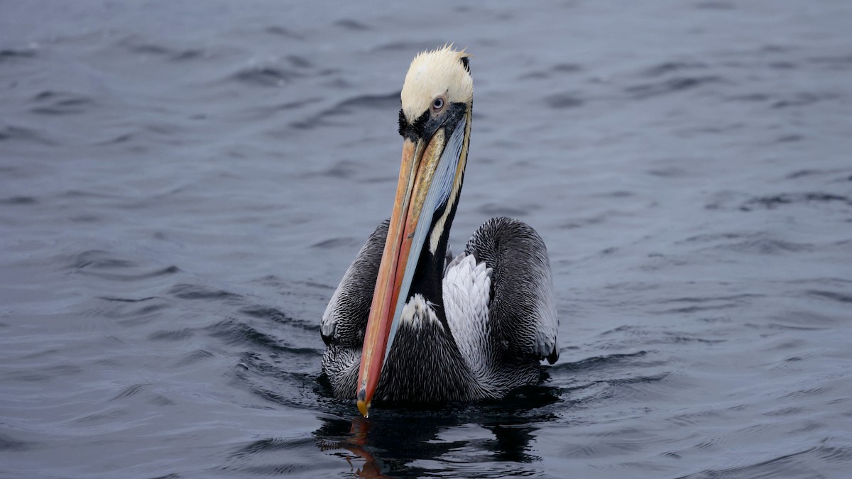 Peruvian Pelican - ML647240823
