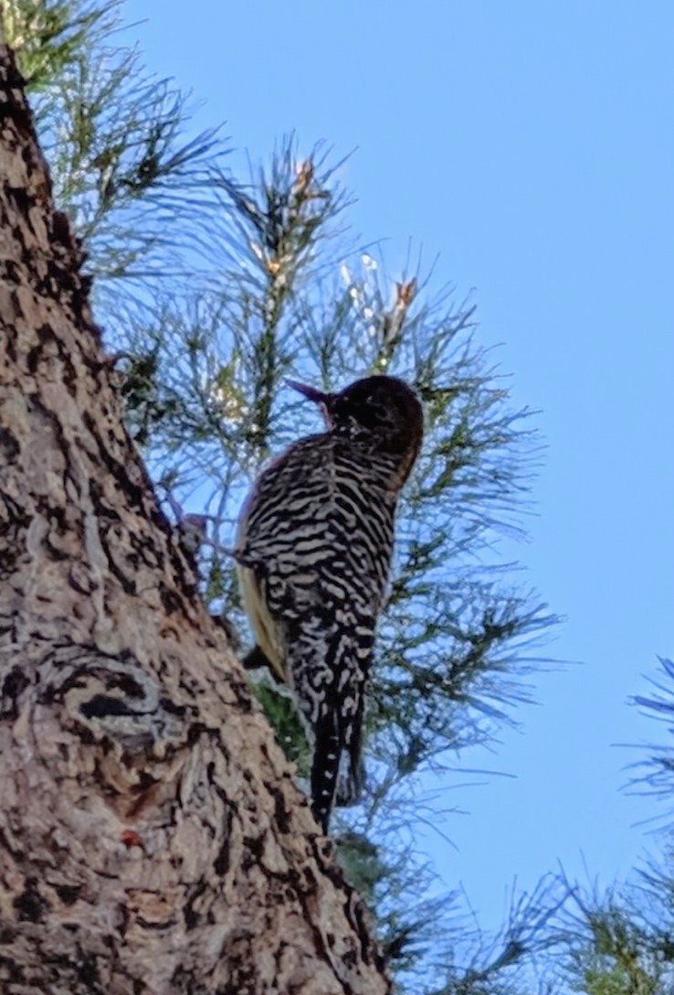 ズグロシルスイキツツキ - ML647240824