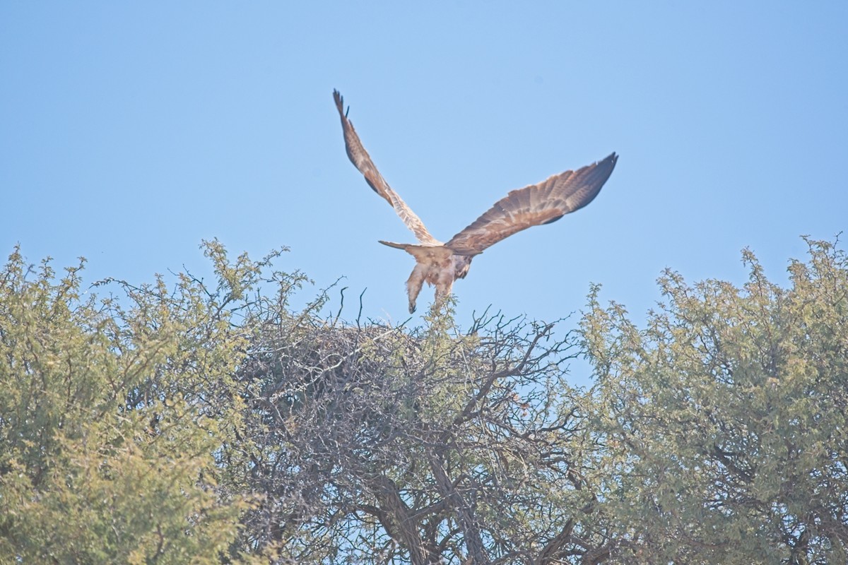 Tawny Eagle - ML647240835
