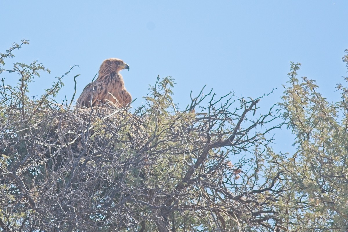 Tawny Eagle - ML647240836