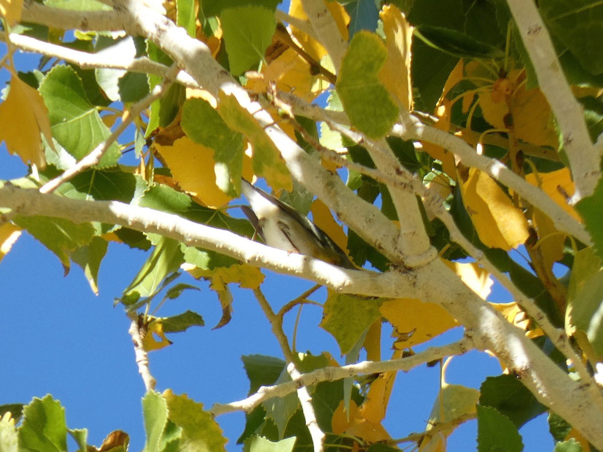 Northern Parula - ML647240852