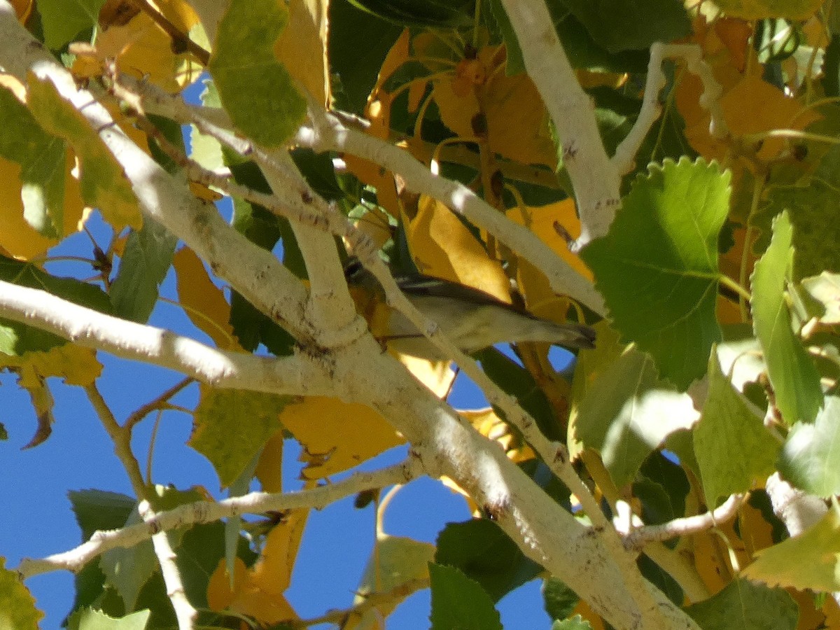 Northern Parula - ML647240853