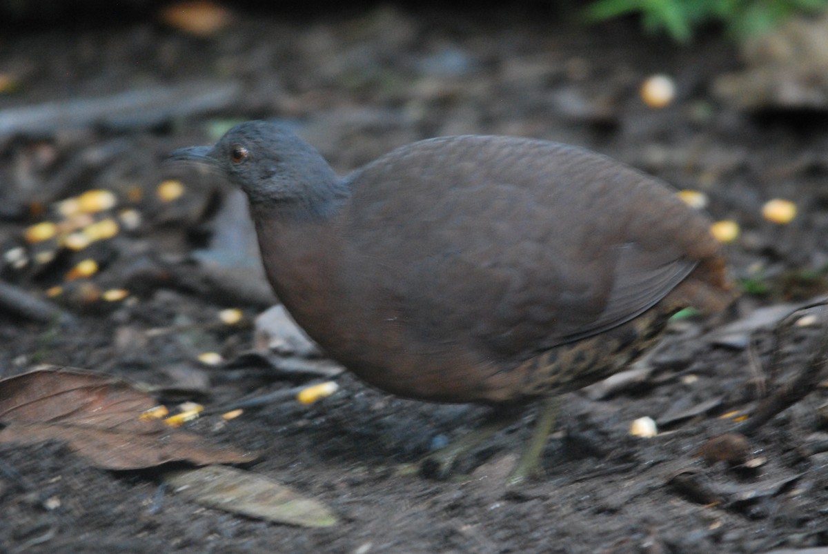 Каштановый скрытохвост - ML647240855