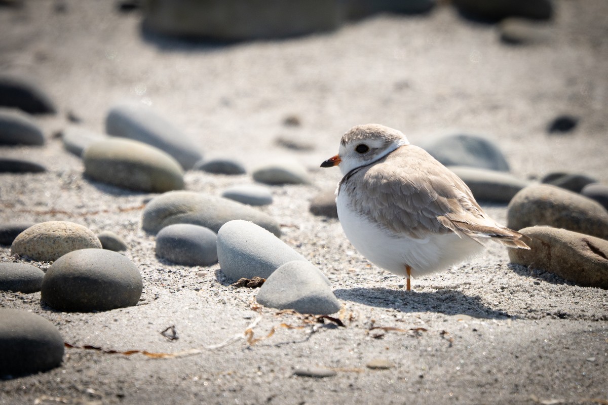 Flötenregenpfeifer - ML647240857