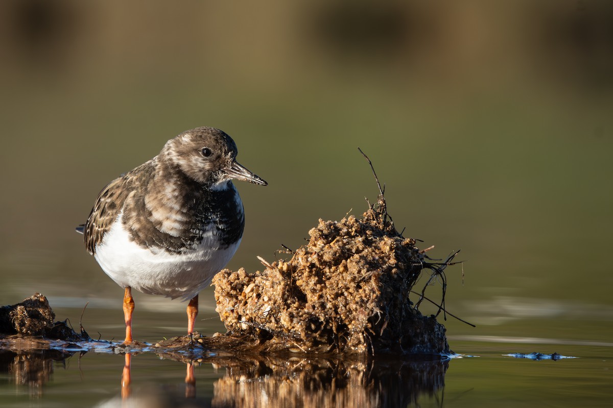 Ruddy Turnstone - ML647240876