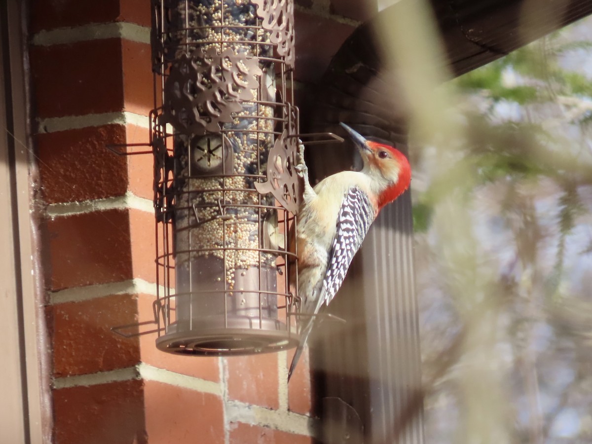 Гіла каролінська - ML647240878