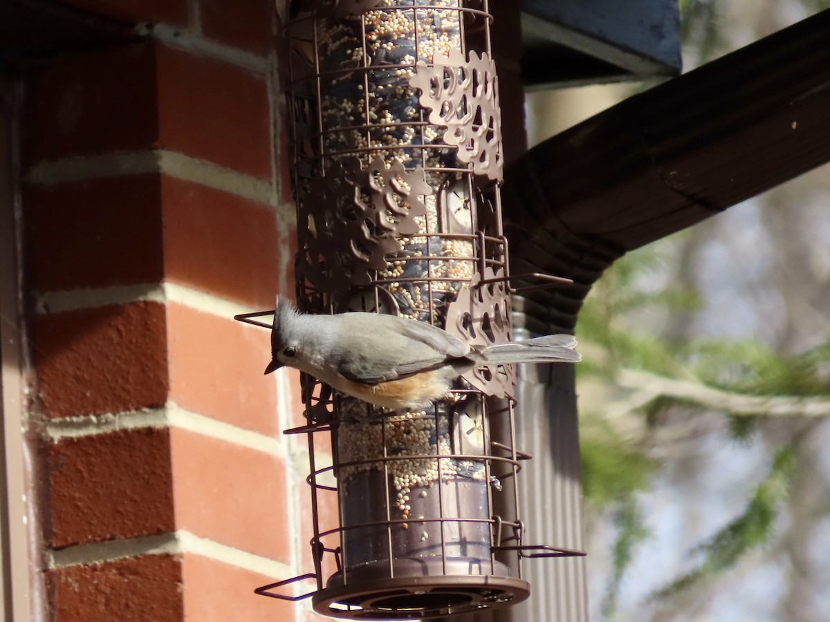 Синиця гострочуба - ML647240892