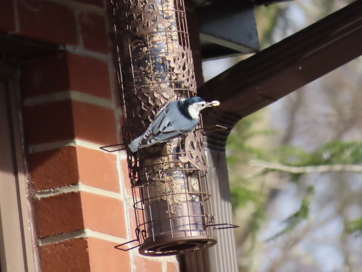 Повзик каролінський (підвид carolinensis) - ML647240899