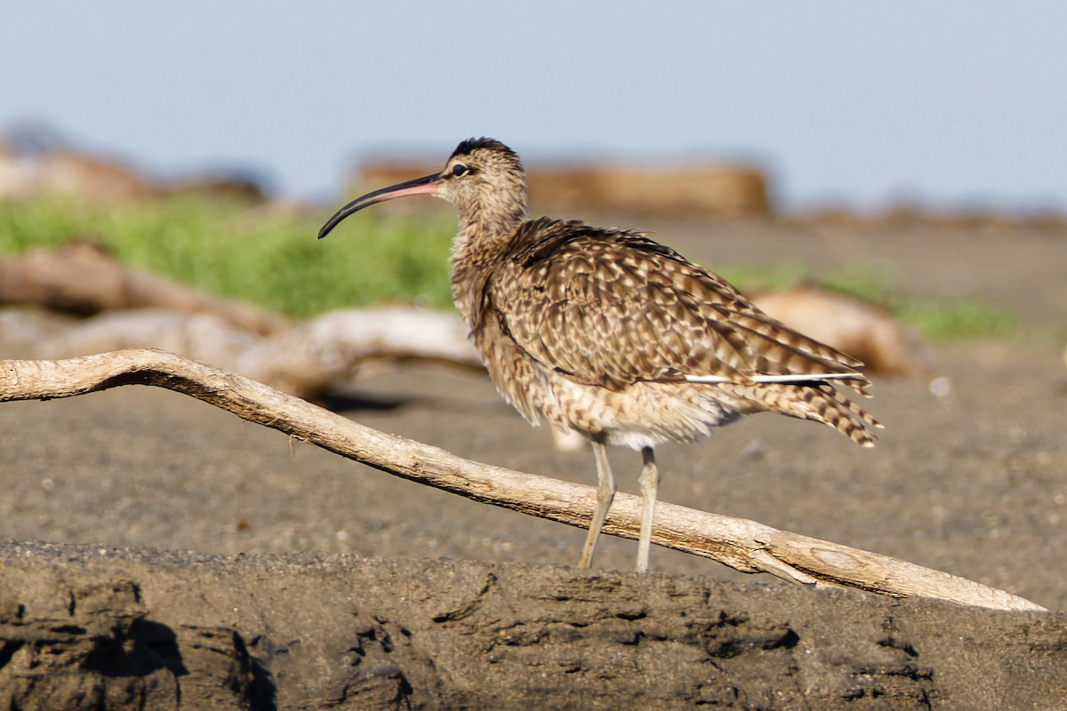 Hudsonian Whimbrel - ML647240901