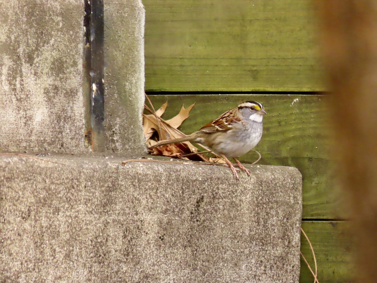 Бруант білогорлий - ML647240908