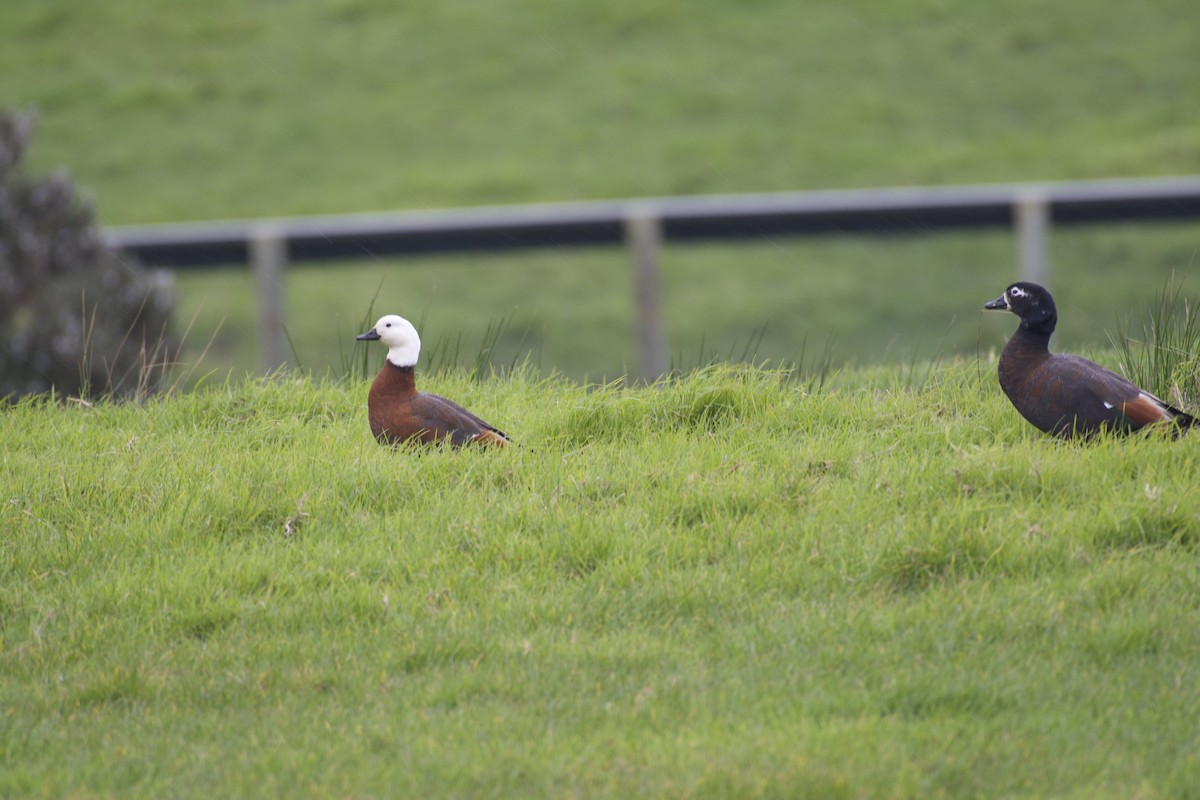 Paradise Shelduck - ML64724091