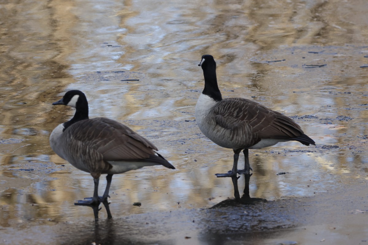 Bernache du Canada - ML647240913