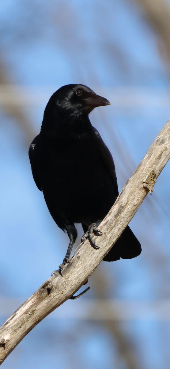 Corneille d'Amérique - ML647240925