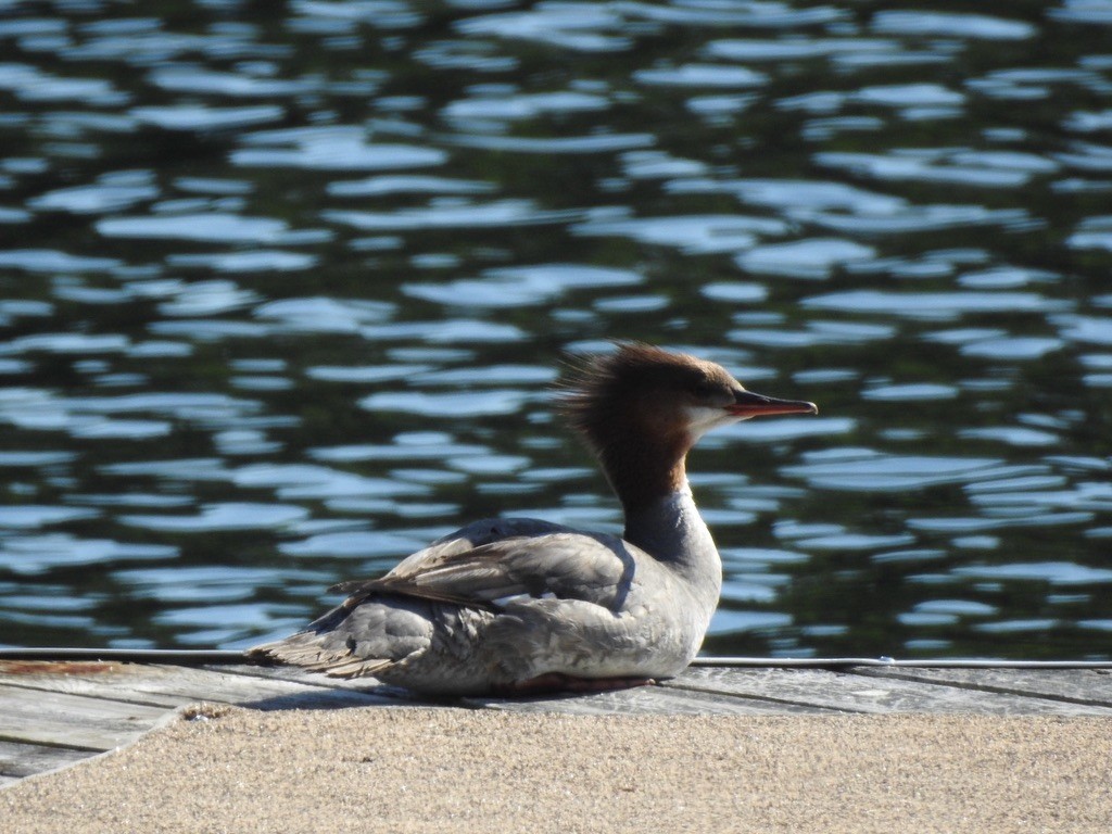 Common Merganser - ML647240927