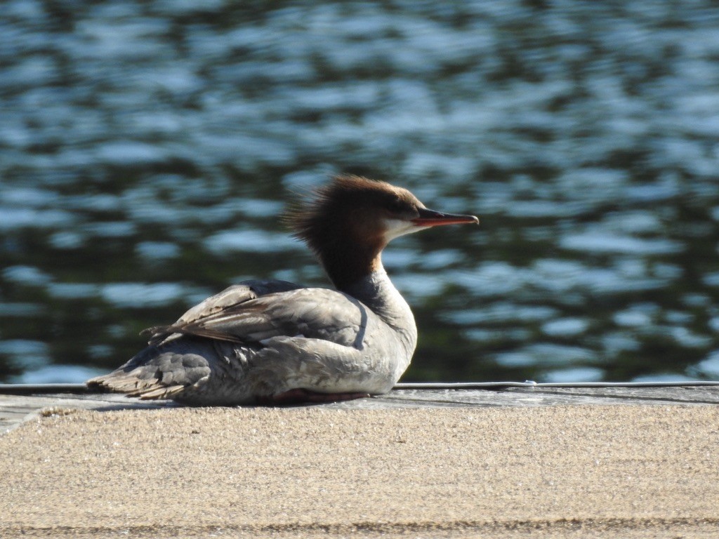 Common Merganser - ML647240933