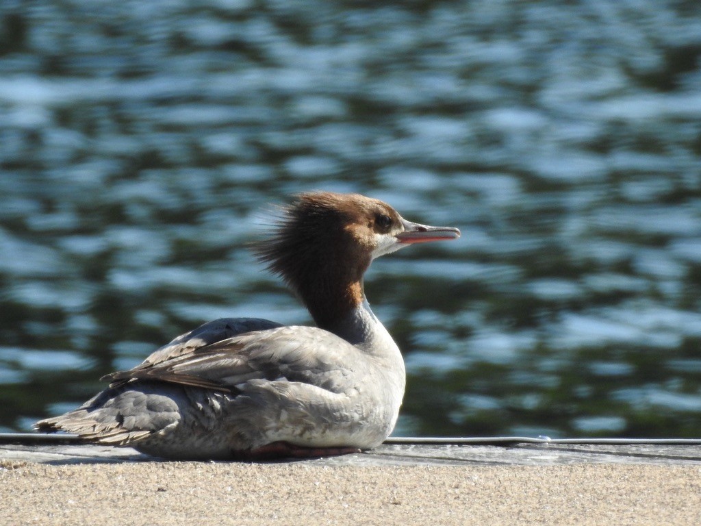 Common Merganser - ML647240937