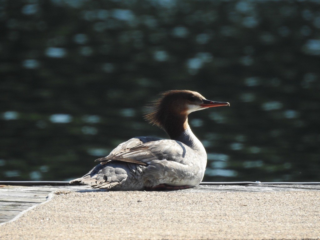 Common Merganser - ML647240939