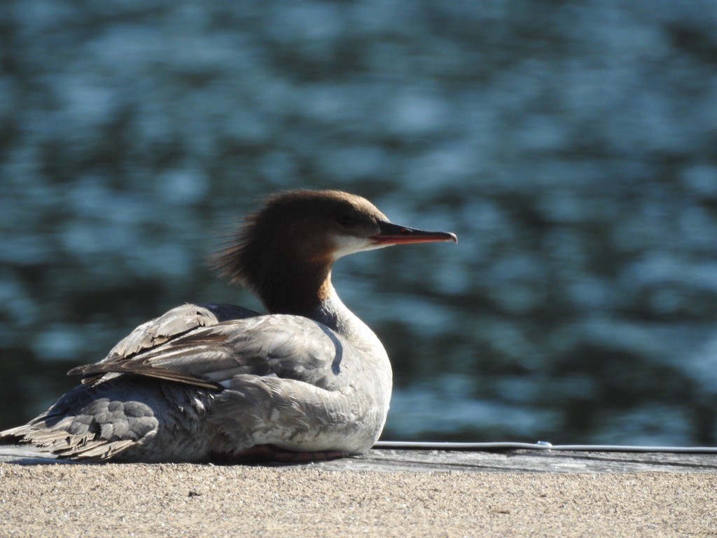 Common Merganser - ML647240943