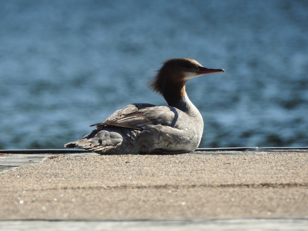 Common Merganser - ML647240948