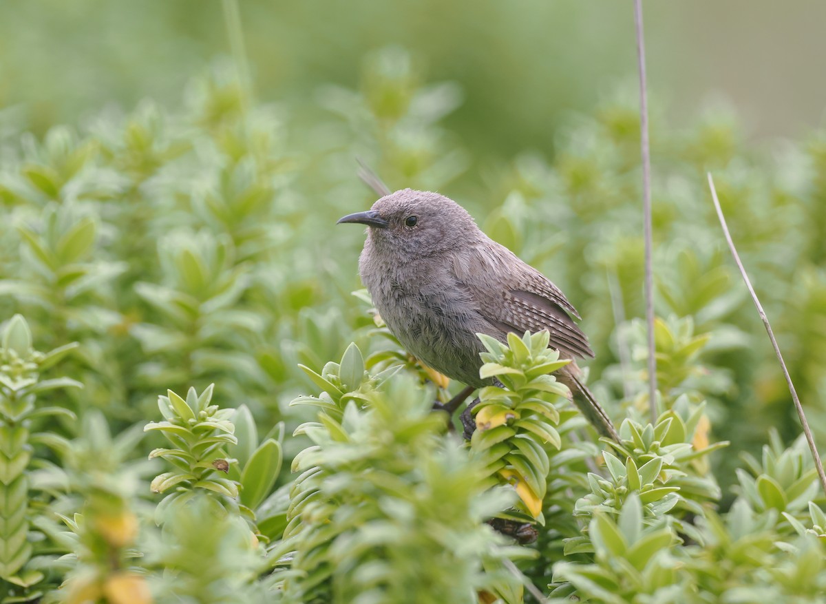 falklandssmett - ML647240949