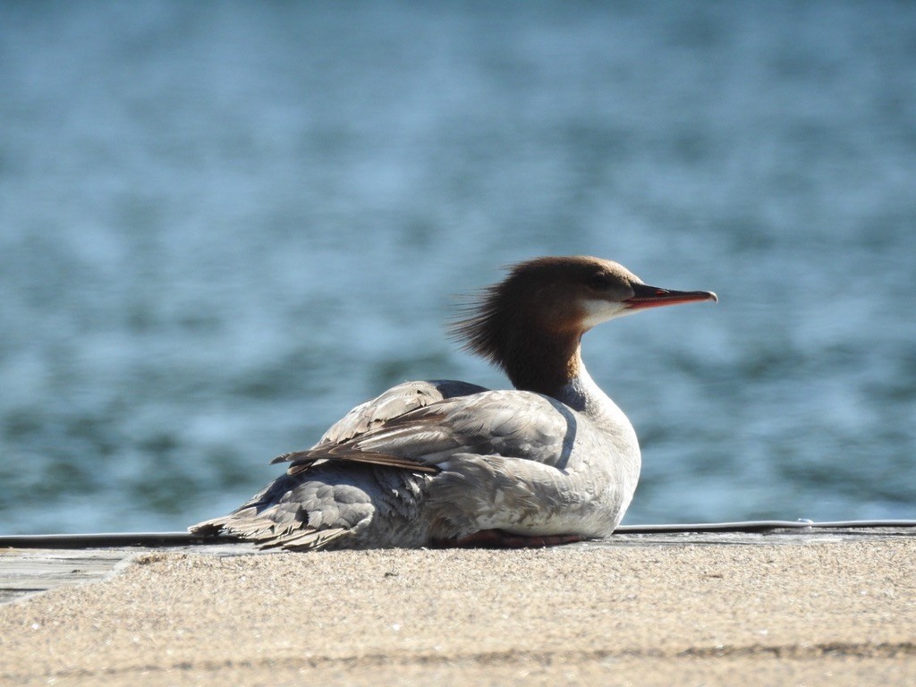 Common Merganser - ML647240950