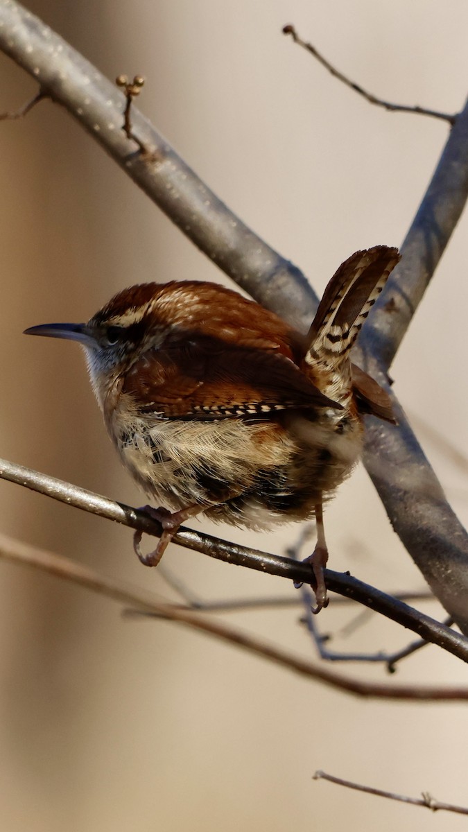 Troglodyte de Caroline - ML647240951