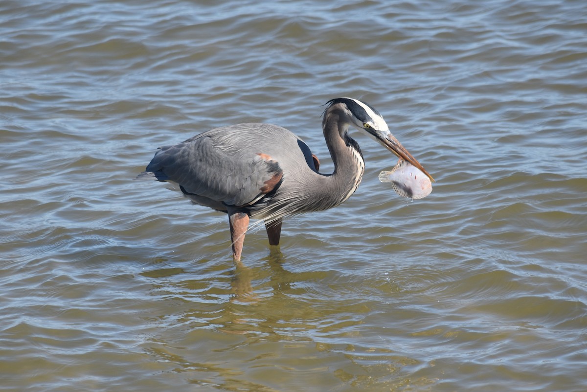 Great Blue Heron - ML647240959
